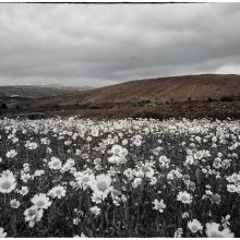 Lanzarote_©Susanne_Posegga_-1150274