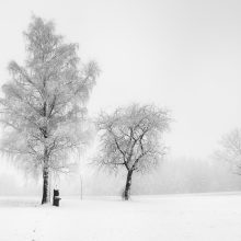 Winterwald_©Susanne_Posegga__1400370